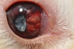 phakoklastische Uveitis beim Kaninchen